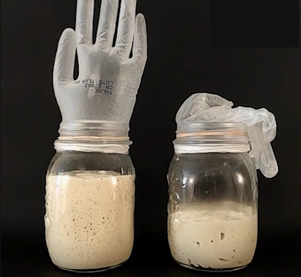 فرآیند تخمیر و تولید گاز CO2 فرآیند تخمیر و تولید گاز CO2